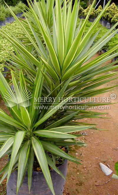 Yucca aloifolia 'Variegata'